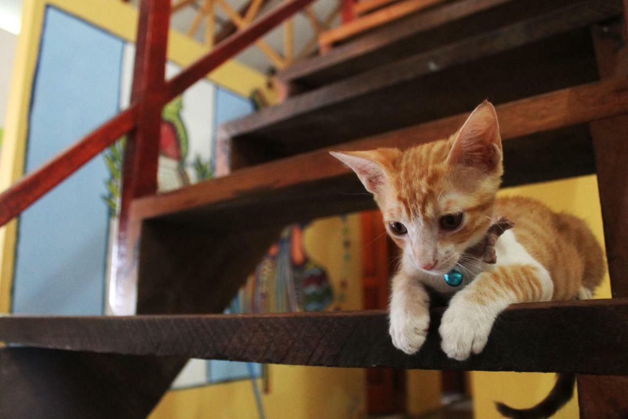 Ciao Cacao Hostel & Vegan Cafe Flores Bagian luar foto